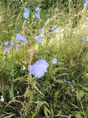 Cichorium intybus