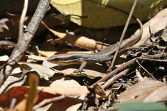 Eutropis borealis