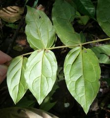 Jasminum pauciflorum
