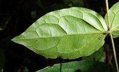 Jasminum pauciflorum