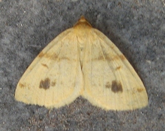 Macaria ribearia