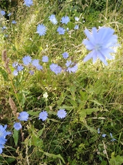 Cichorium intybus