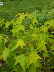 Acer pictum mono