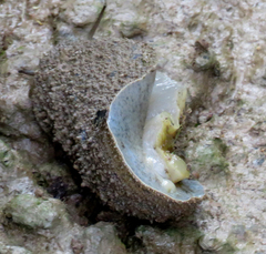 Onchidium