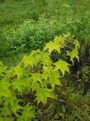 Acer pictum mono