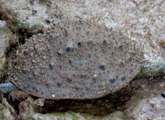 Onchidium