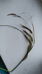 Carex acuta