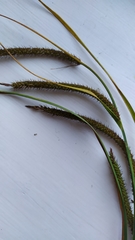 Carex acuta