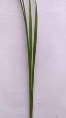 Carex acuta
