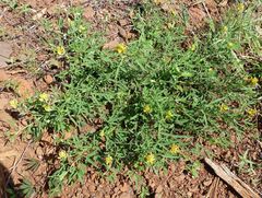 Crotalaria goreensis