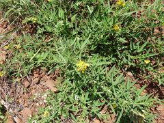 Crotalaria goreensis
