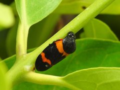 Cosmoscarta abdominalis