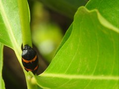 Cosmoscarta abdominalis