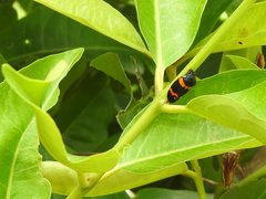 Cosmoscarta abdominalis