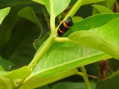 Cosmoscarta abdominalis