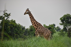 Giraffa camelopardalis antiquorum