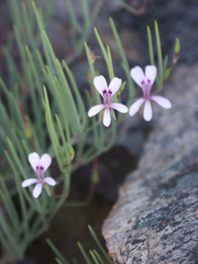 Pelargonium laevigatum oxyphyllum