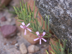 Pelargonium laevigatum oxyphyllum