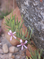 Pelargonium laevigatum oxyphyllum