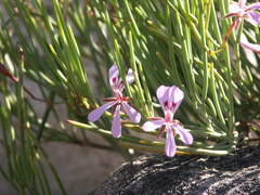 Pelargonium laevigatum oxyphyllum