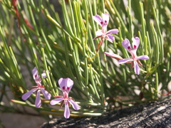 Pelargonium laevigatum oxyphyllum