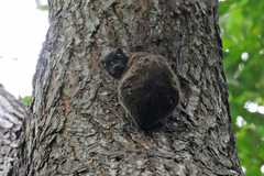 Cynocephalus volans