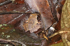 Platymantis corrugatus