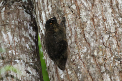Cynocephalus volans