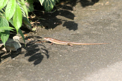 Eutropis multifasciata