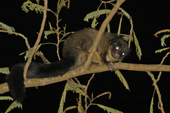 Petinomys mindanensis