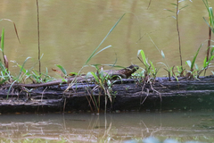 Hydrosaurus pustulatus