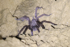 Selenocosmiinae