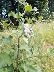 Arctium tomentosum