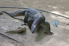 Varanus palawanensis