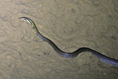 Reddish Rat Snake photo 2