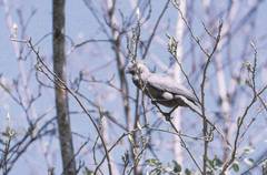 Corythaixoides concolor concolor