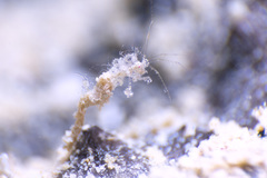 Metaprotella sandalensis
