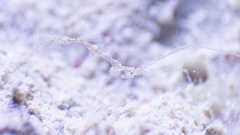 Metaprotella sandalensis