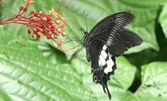 Papilio iswara