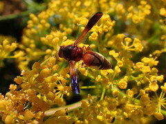 Rhynchium oculatum