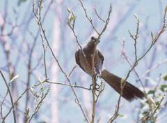 Corythaixoides concolor concolor
