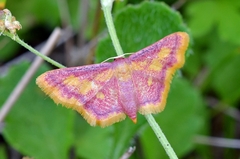 Idaea muricata