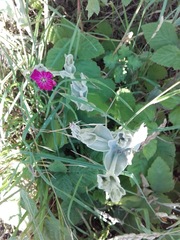 Silene coronaria