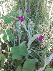 Silene coronaria