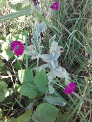 Silene coronaria