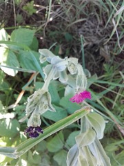 Silene coronaria