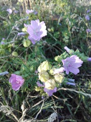 Malva moschata