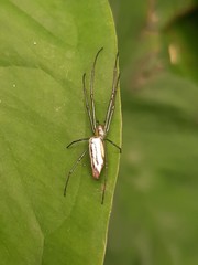 Leucauge undulata