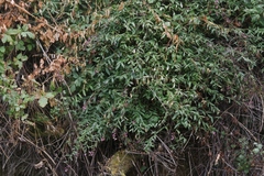 Rhinotropis cornuta fishiae