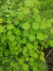 Acer tegmentosum
